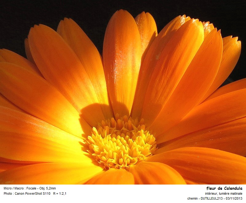 CALENDULA OFFICINALIS - SOUCI #34664