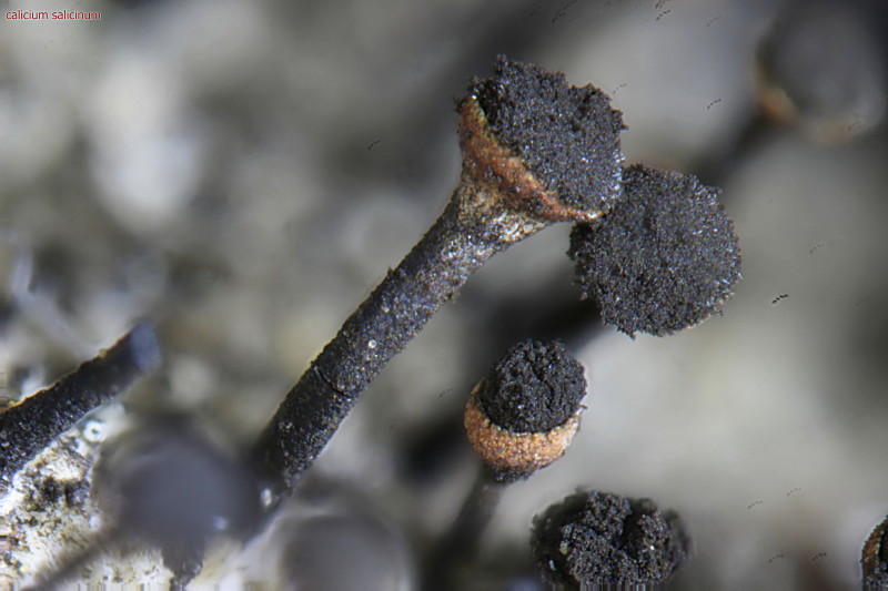 Calicium salicinum apothecien #43519