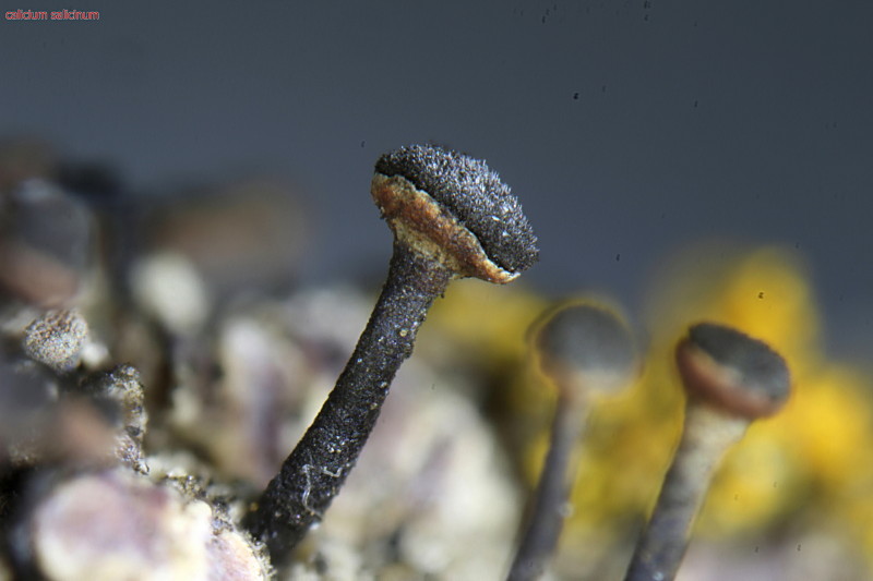 Calicium salicinum apothecien #43520