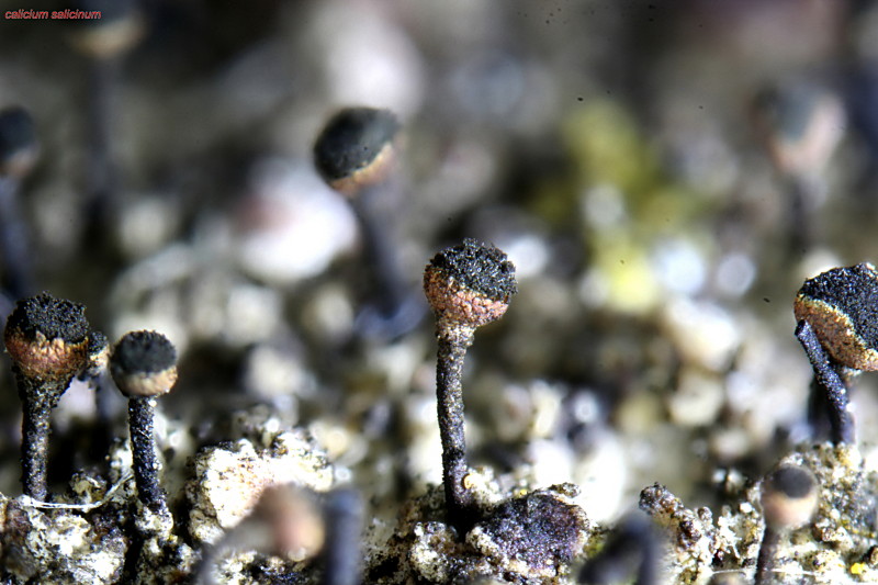 Calicium salicinum apothecien #43518