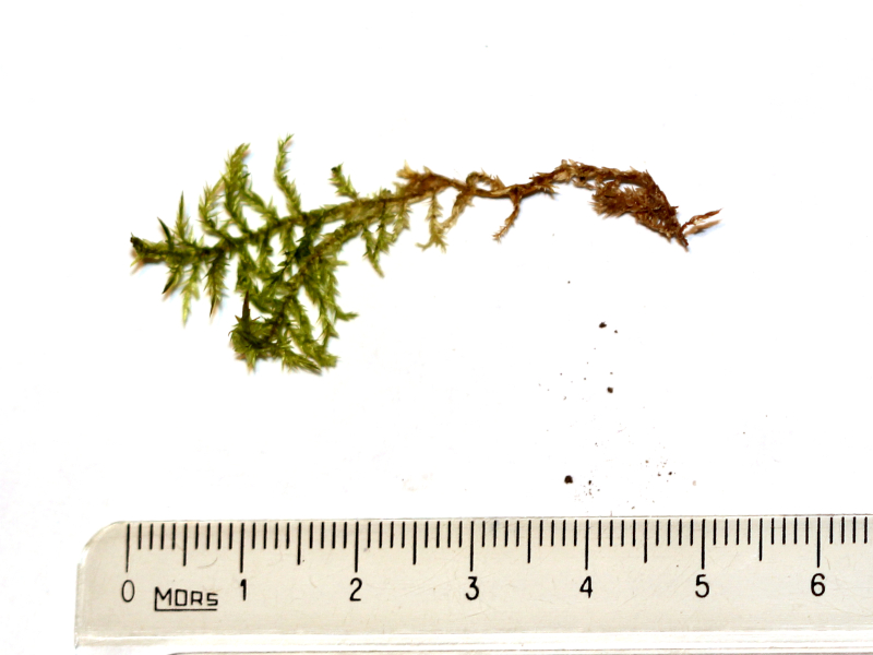 Calliergonella cuspidata (Hedw.) Loeske, 1911 #77780