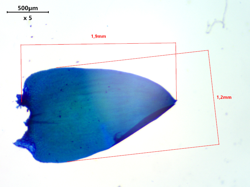 Calliergonella cuspidata (Hedw.) Loeske, 1911 #77785