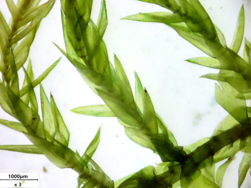 Calliergonella cuspidata (Hedw.) Loeske, 1911 #77782