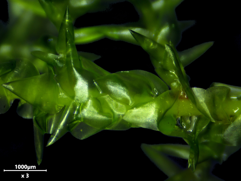 Calliergonella cuspidata (Hedw.) Loeske, 1911 #77783