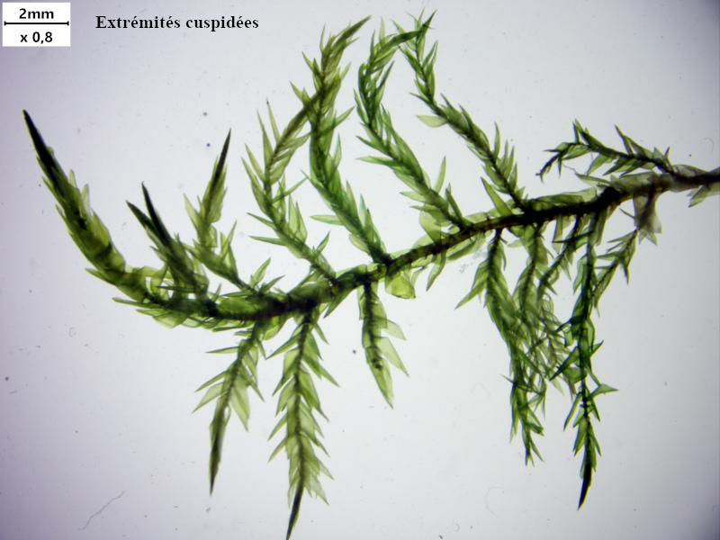 Calliergonella cuspidata (Hedw.) Loeske, 1911 #77781