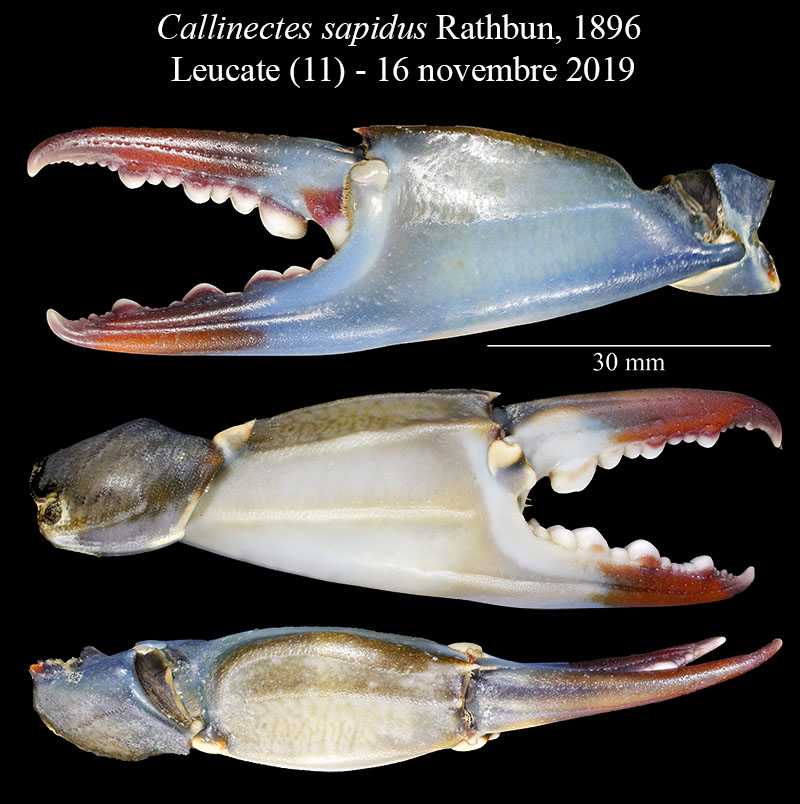 Callinectes sapidus #61010
