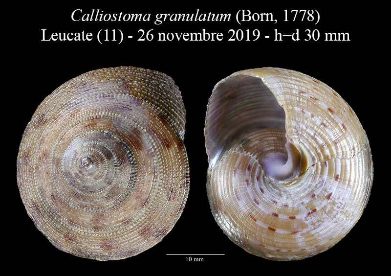 Calliostoma granulatum #61227