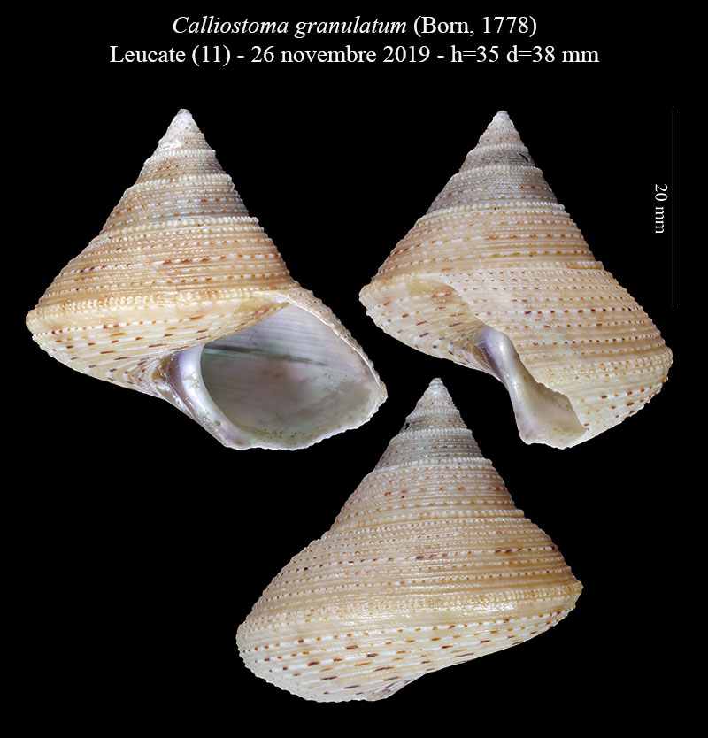 Calliostoma granulatum #61224