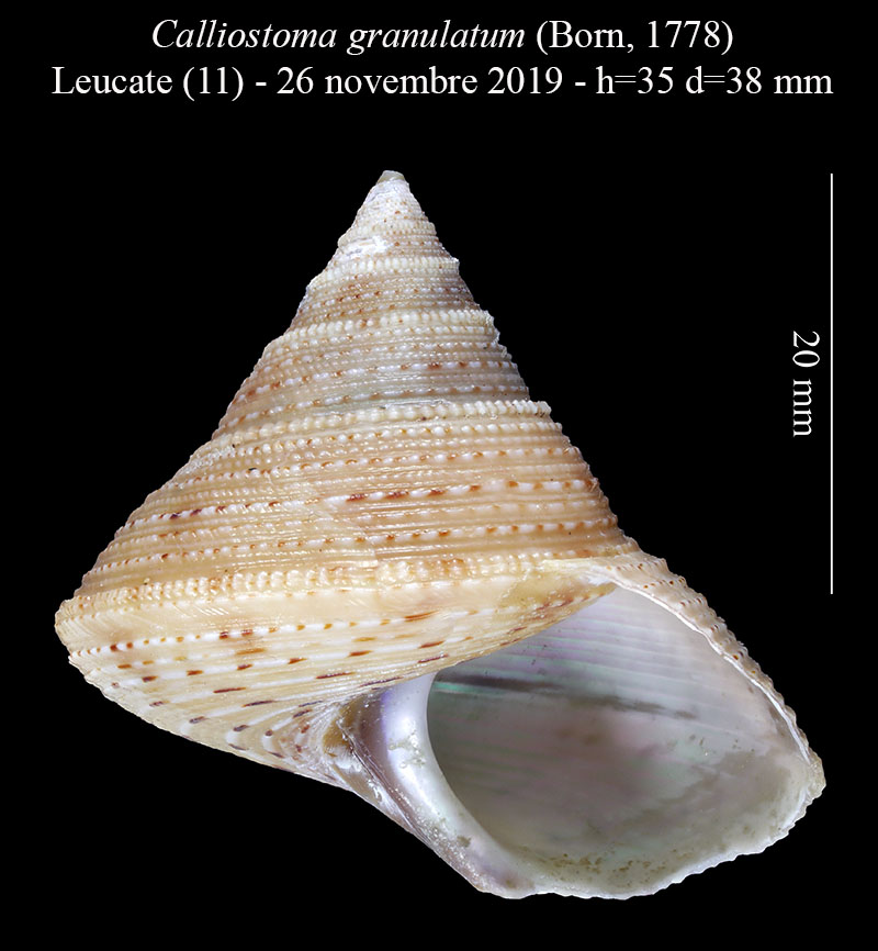 Calliostoma granulatum #61223