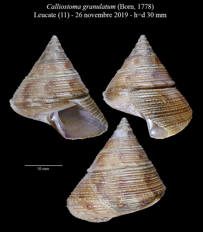 Calliostoma granulatum #61226