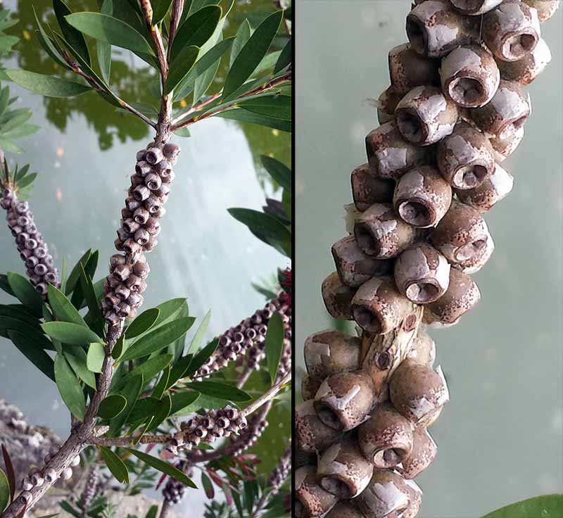 Callistemon citrinus (Curtis) Skeels, 1913 #45580