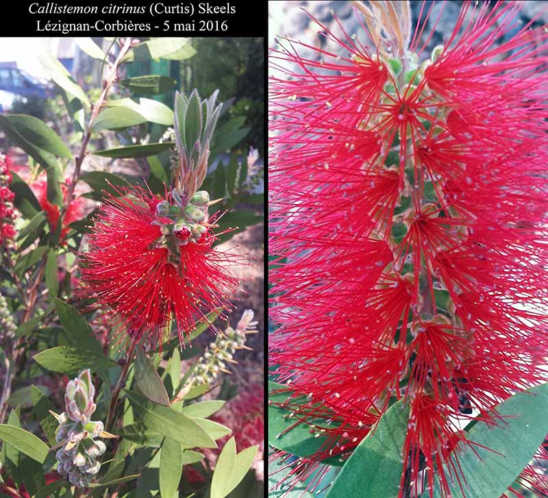 Callistemon citrinus (Curtis) Skeels, 1913 #45102