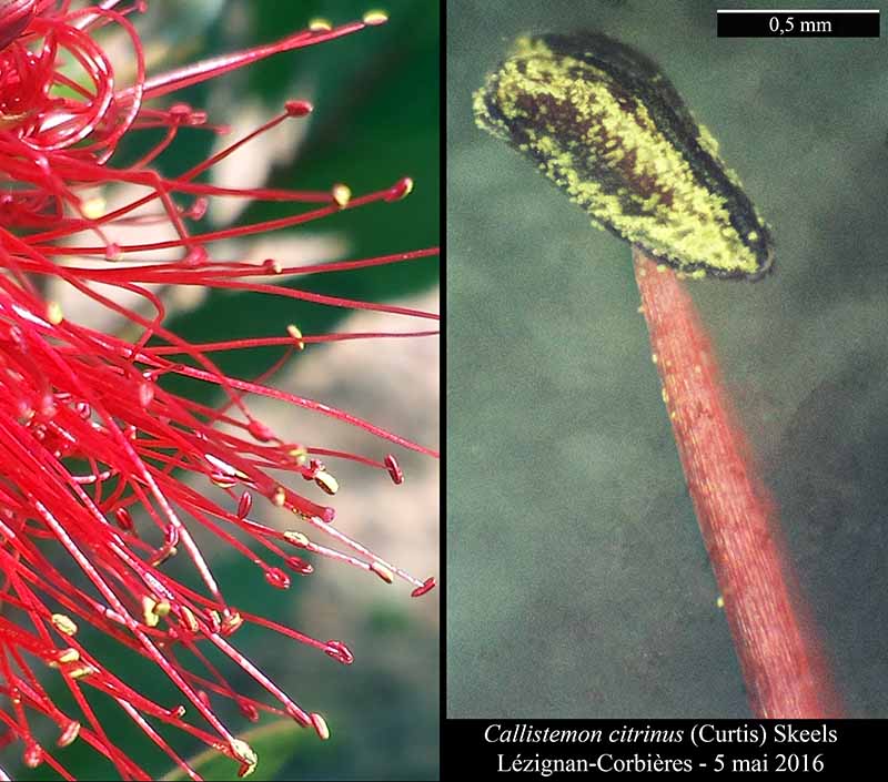 Callistemon citrinus (Curtis) Skeels, 1913 #45101