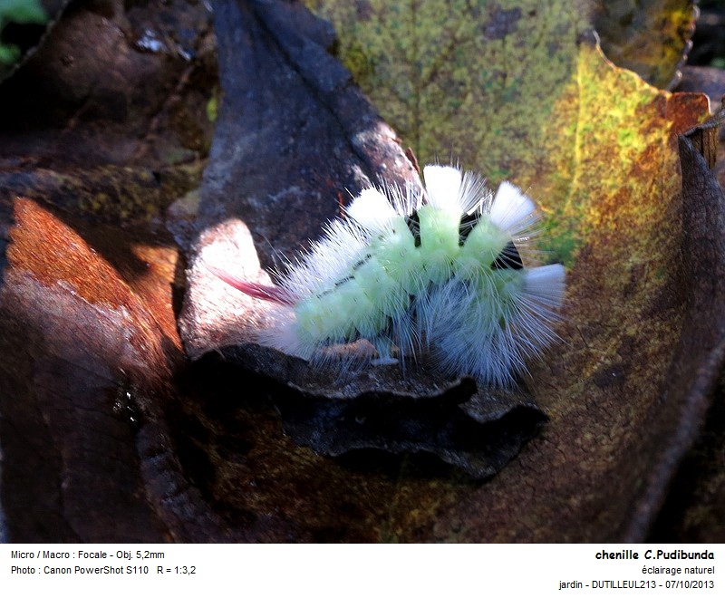 Calliteara Pudibunda (chenille) #34195