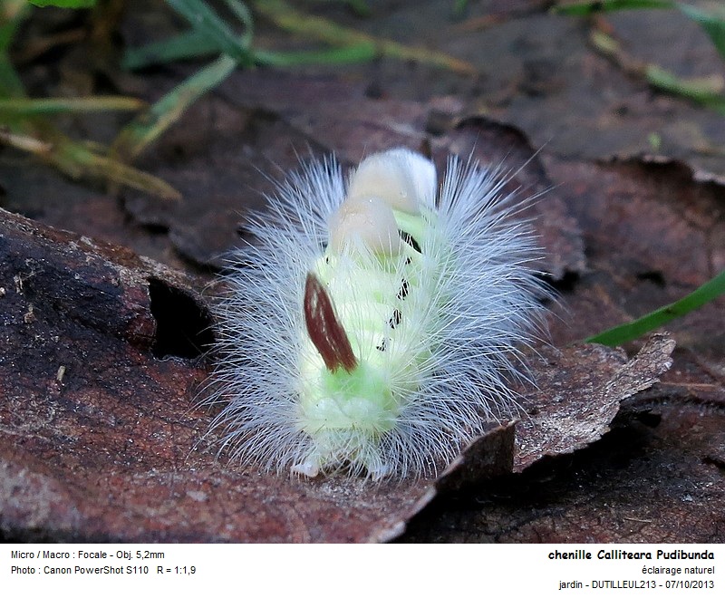 Calliteara Pudibunda (chenille) #34194