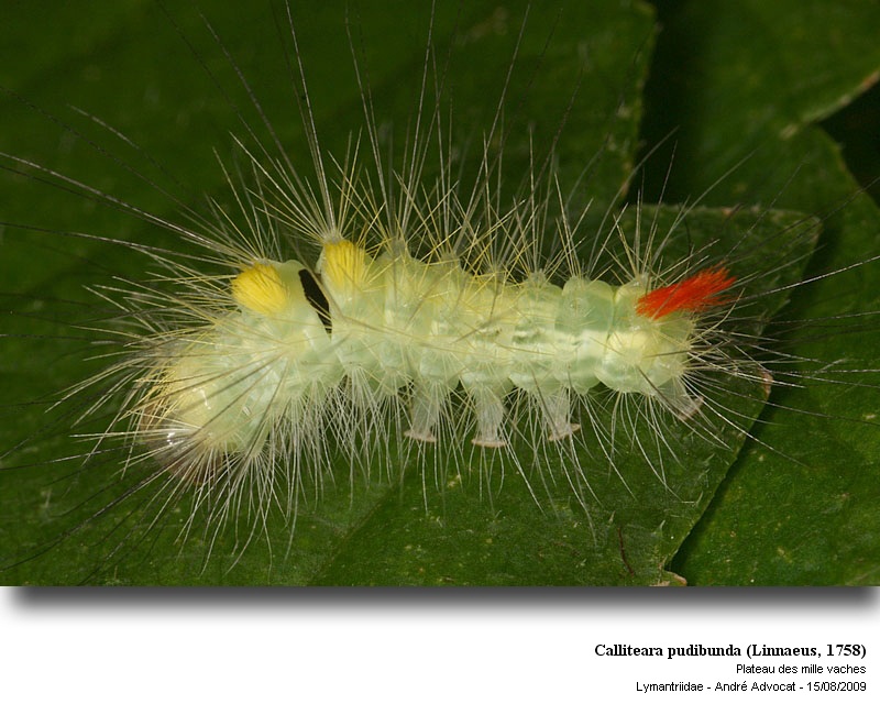 Calliteara pudibunda ( L. 1758) - (La Pudibonde) #12079