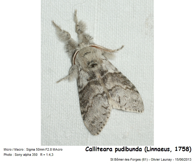 Calliteara pudibunda (Linnaeus, 1758) - La Pudibonde #43663