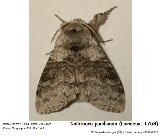 Calliteara pudibunda (Linnaeus, 1758) - La Pudibonde #43662