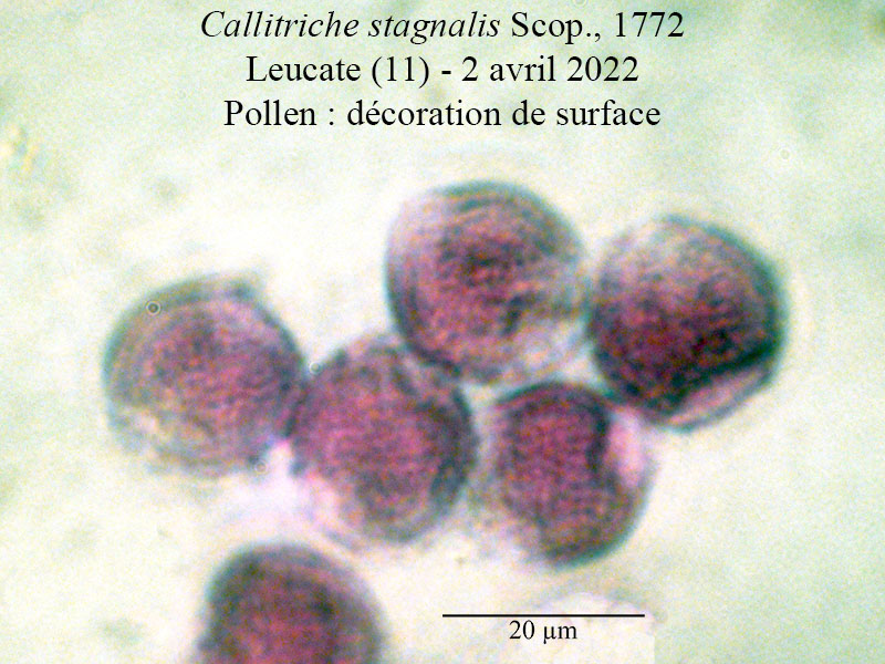 Callitriche stagnalis #70195
