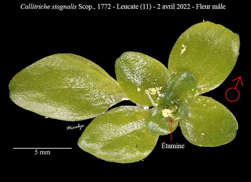 Callitriche stagnalis #70193
