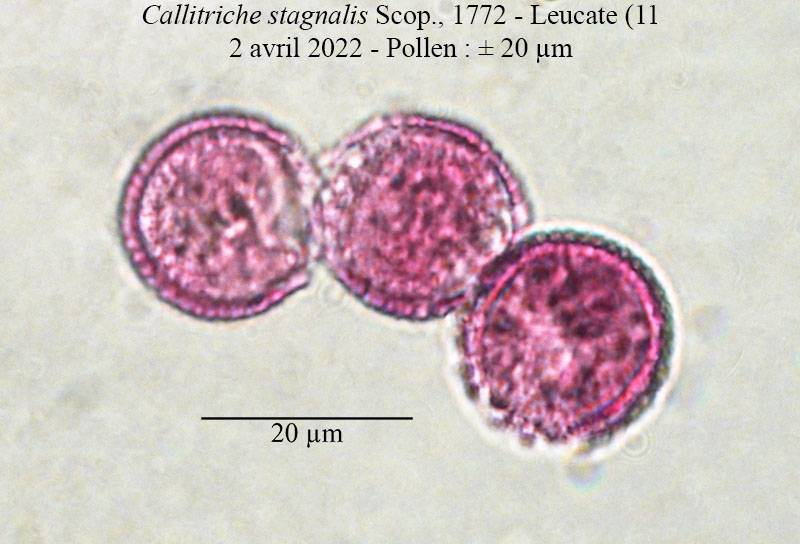 Callitriche stagnalis #70194