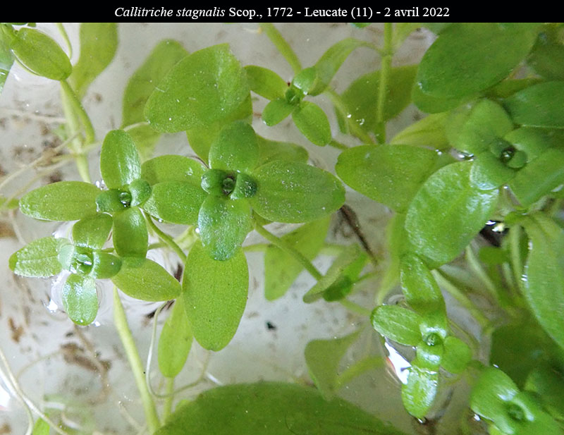 Callitriche stagnalis #70185