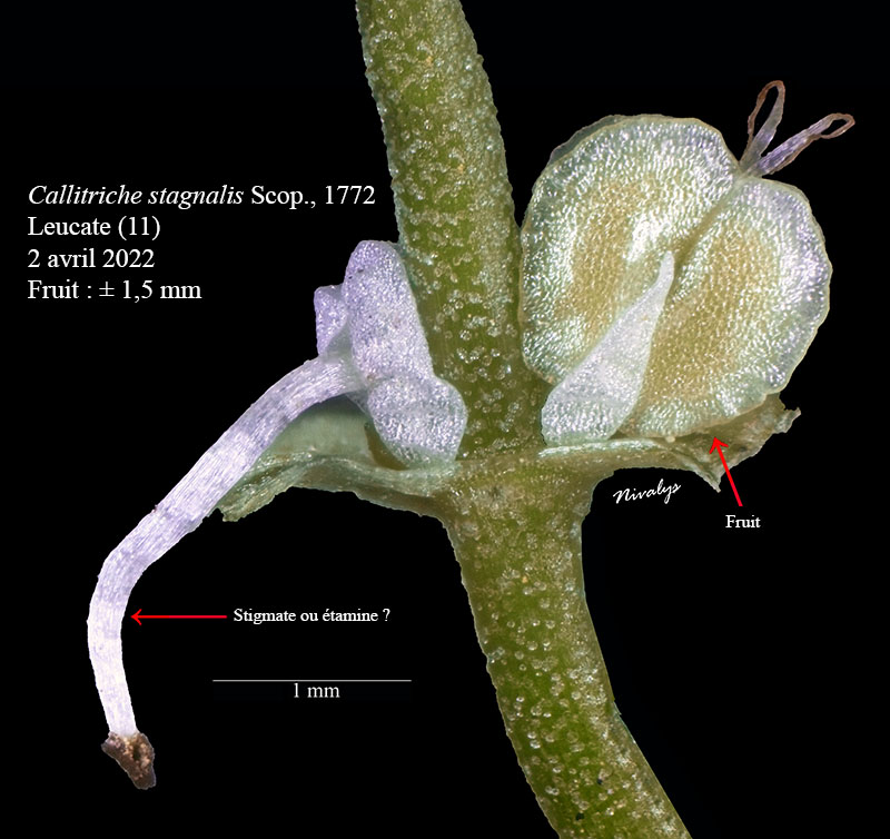 Callitriche stagnalis #70191