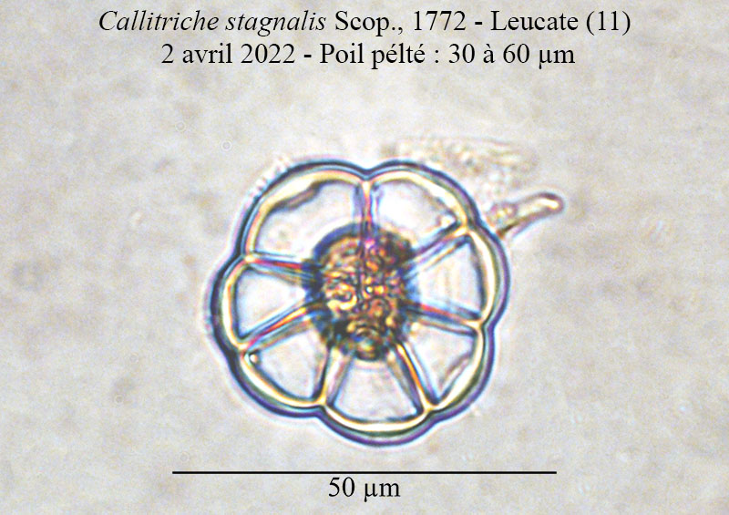 Callitriche stagnalis #70188
