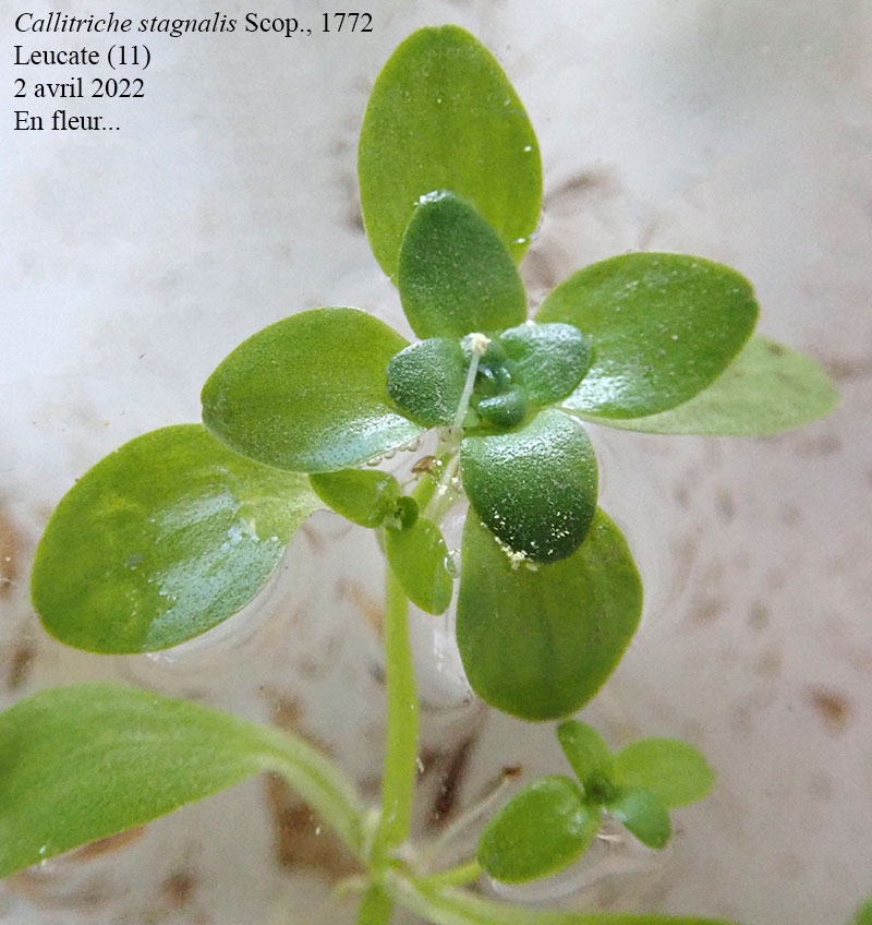 Callitriche stagnalis #70189