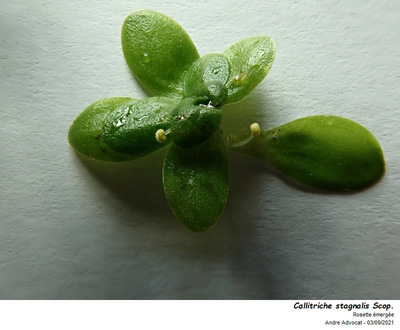 Callitriche stagnalis Scop. #69830