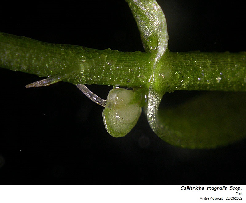 Callitriche stagnalis Scop. #69831