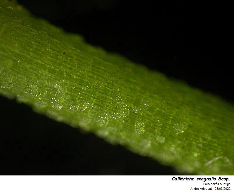 Callitriche stagnalis Scop. #69832