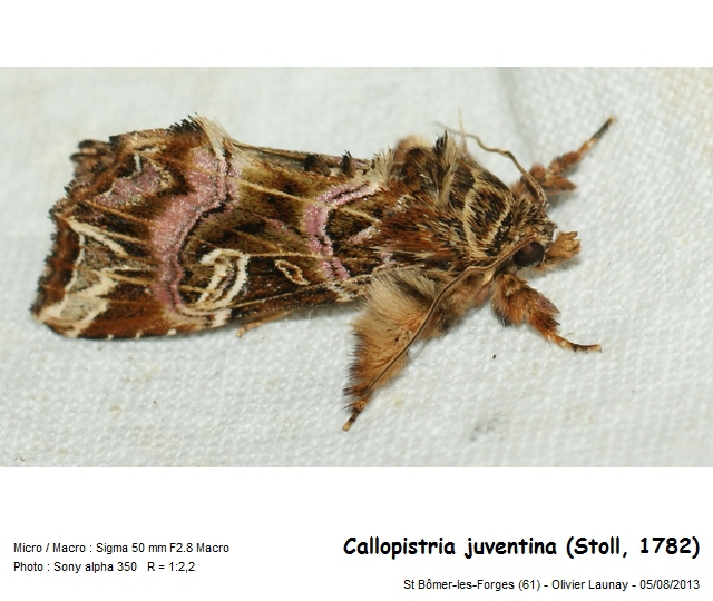 Callopistria juventina - la Noctuelle de la Fougère #43499