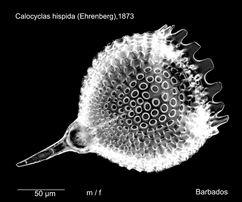 Calocyclas hispida #78249