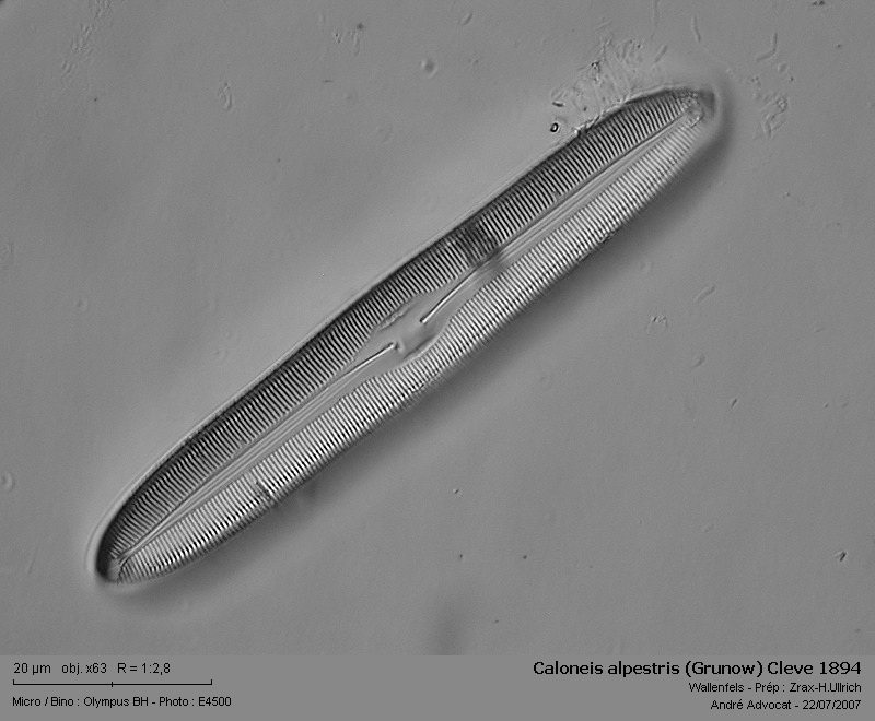 Caloneis alpestris (Grunow) Cleve 1894 #6346