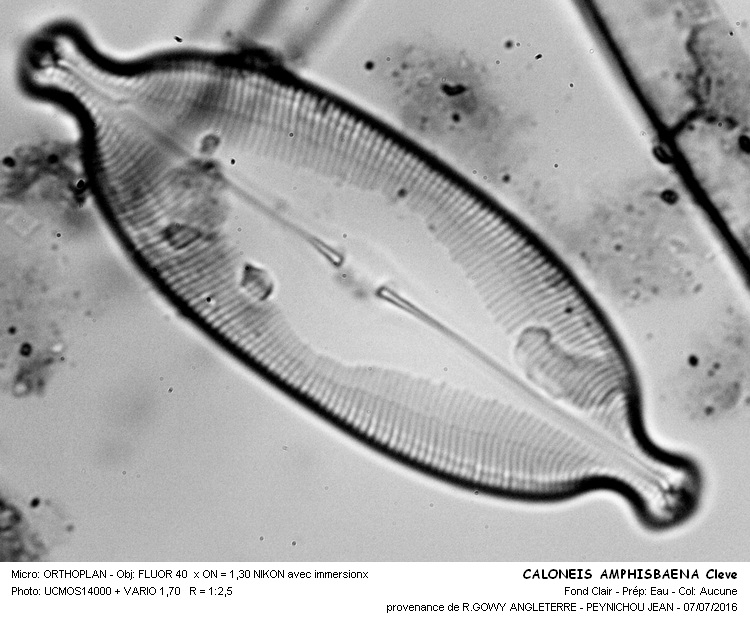 CALONEIS AMPHISBAENA Cleve #46001