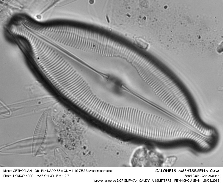 CALONEIS AMPHISBAENA Cleve #44295