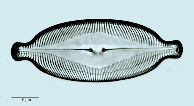 Caloneis amphisbaena #47759