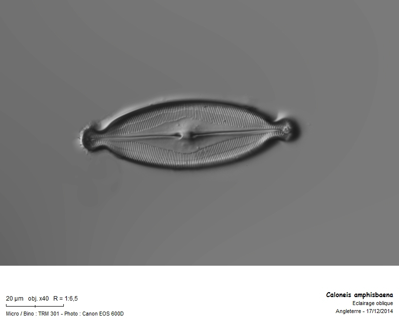 Caloneis amphisbaena #40105
