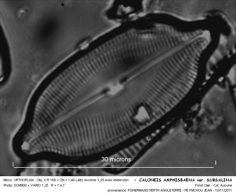 Caloneis amphisbaena (Bory) Cleve fo.subsalina #24590