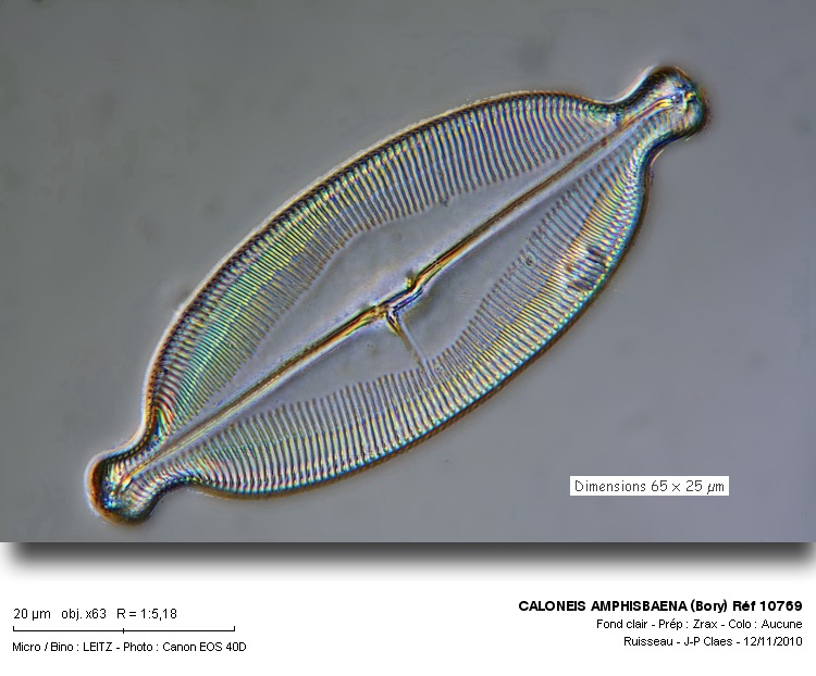 Caloneis amphisbaena #19052