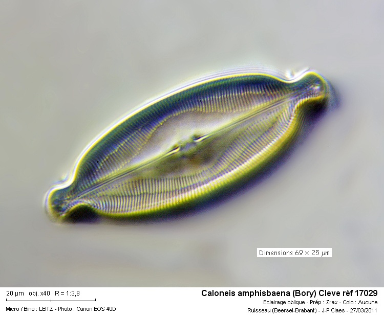 Caloneis amphisbaena #21298