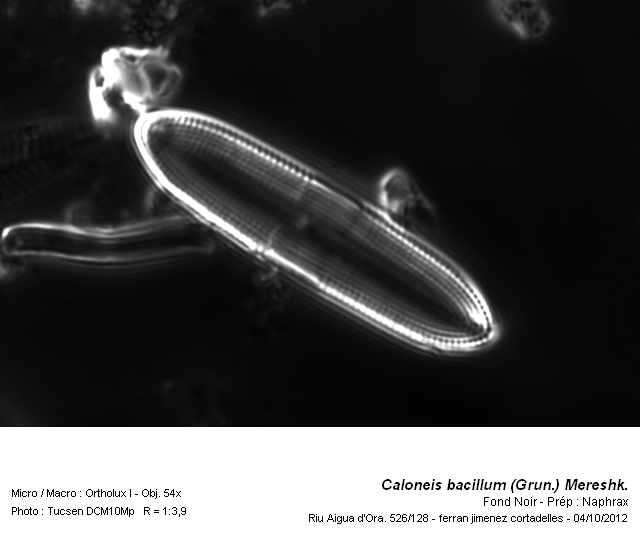 Caloneis bacillum (Grun.) Meresch. #28378