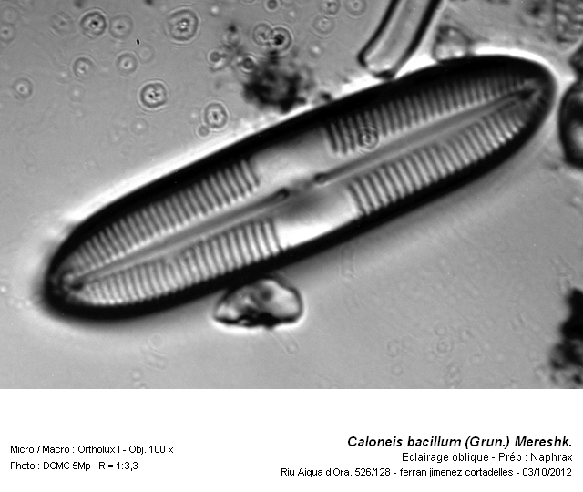 Caloneis bacillum (Grun.) Meresch. #28377