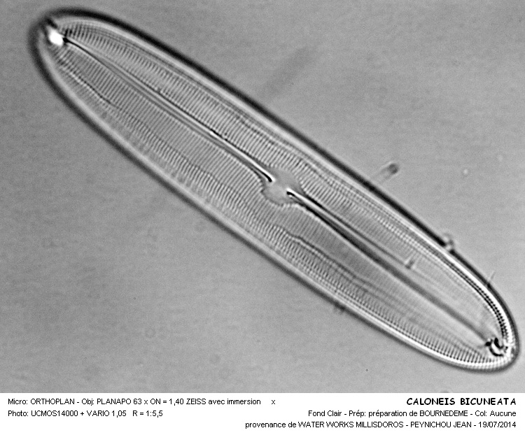 CALONEIS BICUNEATA #38261