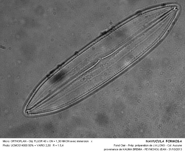 Caloneis formosa (Gregory) Cleve (Navicula formosa) #34557
