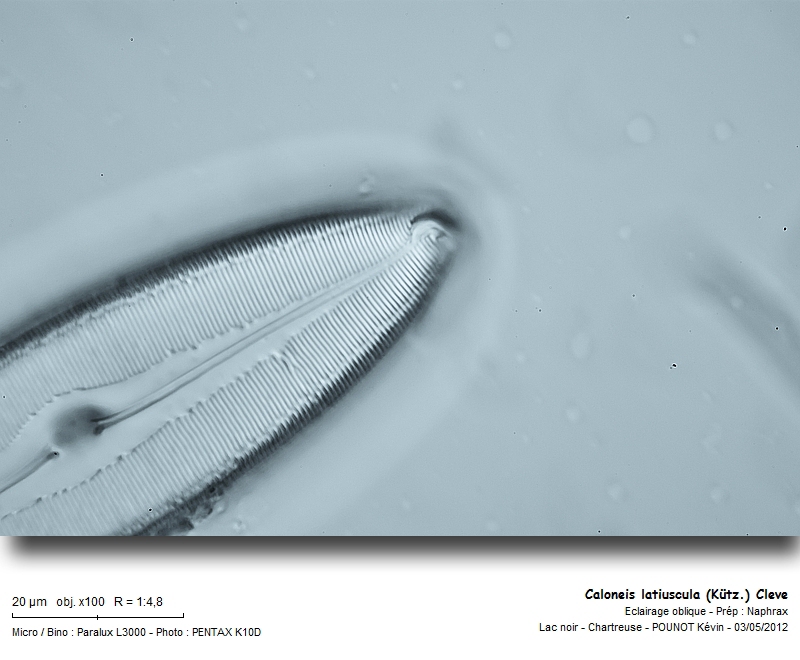 Caloneis latiuscula (Kütz.) Cleve #26835