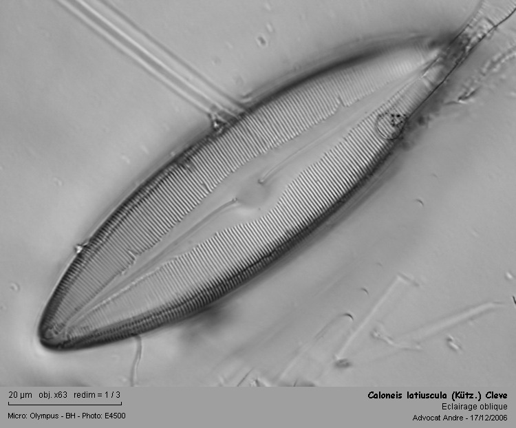 Caloneis latiuscula (Kütz.) Cleve #2098