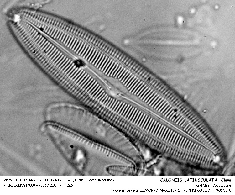 CALONEIS LATIUSCULATA Cleve #45246