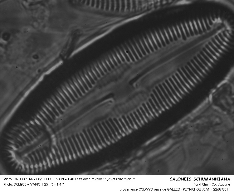 Caloneis schumanniana ( Grunow) Cleve #23213